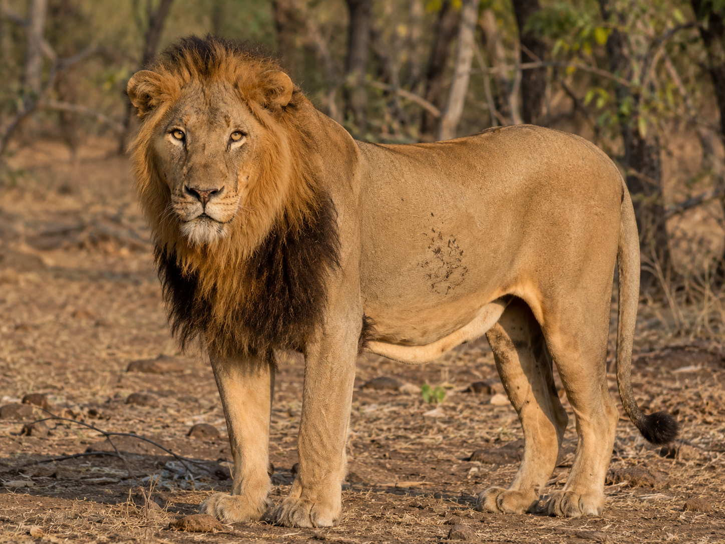 Asiatic Lion Sasan Gir